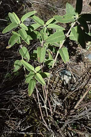 Scutellaria cypria, Cyprus Skullcap