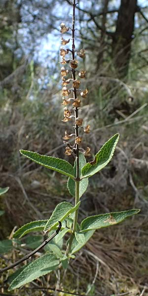Scutellaria cypria \ Zypern-Helmkraut / Cyprus Skullcap, Zypern/Cyprus Kakopetria 24.3.2025