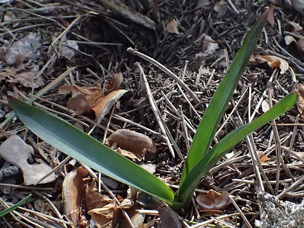Scilla lochiae \ Zyprische Sternhyazinthe, Zyprischer Schneeglanz / Loch's Glory of the Snow, Zypern/Cyprus Troodos 24.3.2025