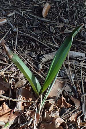 Scilla lochiae \ Zyprische Sternhyazinthe, Zyprischer Schneeglanz / Loch's Glory of the Snow, Zypern/Cyprus Troodos 24.3.2025