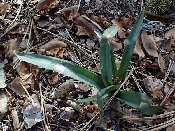 Scilla lochiae \ Zyprische Sternhyazinthe, Zyprischer Schneeglanz / Loch's Glory of the Snow, Zypern/Cyprus Troodos 24.3.2025