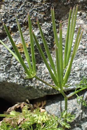 Scandix pecten-veneris \ Echter Venuskamm / Shepherd's Needle, Zypern/Cyprus Lagoudera 26.3.2025