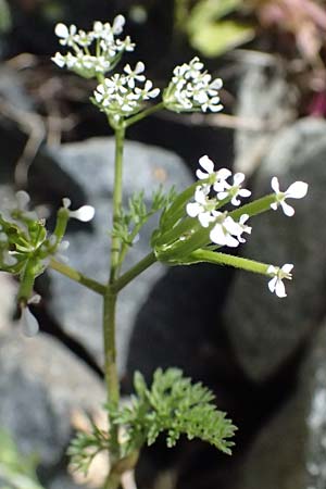 Scandix pecten-veneris \ Echter Venuskamm / Shepherd's Needle, Zypern/Cyprus Lagoudera 26.3.2025