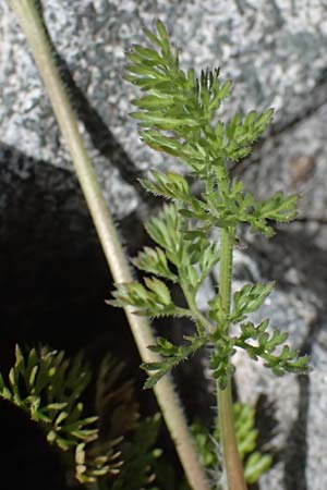 Scandix pecten-veneris \ Echter Venuskamm / Shepherd's Needle, Zypern/Cyprus Lagoudera 26.3.2025