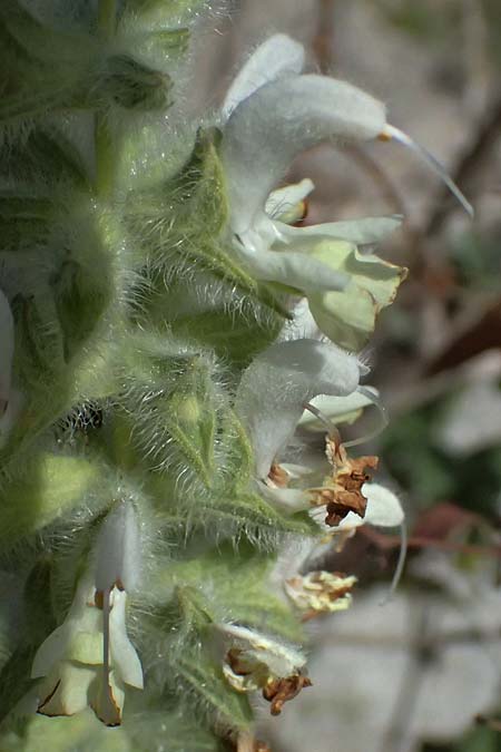 Salvia dominica \ Dominica-Salbei / Hebrew Fragrant Sage, Zypern/Cyprus Bot. Garden Baths of Aphrodite 27.3.2025