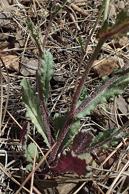 Senecio vernalis \ Fr�hlings-Greiskraut / Eastern Groundsel, Zypern/Cyprus Xyliatos 26.3.2025