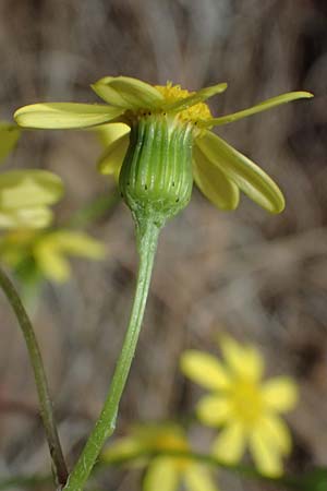 Senecio vernalis \ Fr�hlings-Greiskraut / Eastern Groundsel, Zypern/Cyprus Xyliatos 26.3.2025
