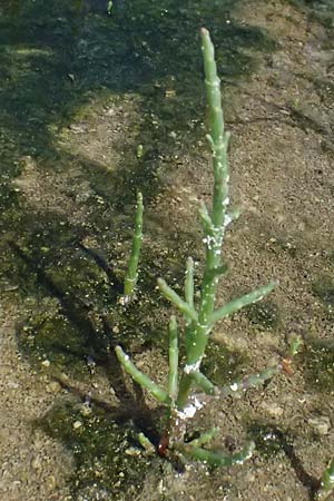 Salicornia europaea \ Europischer Queller / Common Glasswort, Zypern/Cyprus Larnaka 2.4.2025