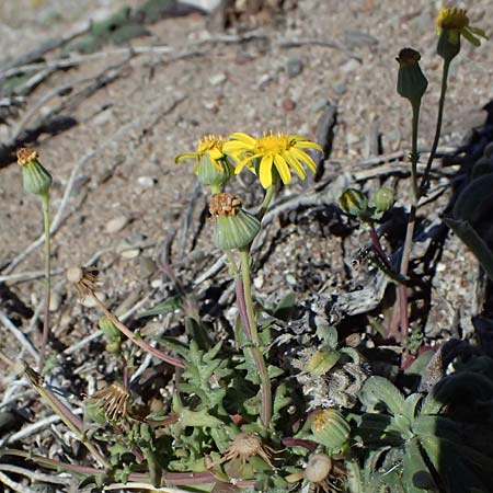Senecio glaucus subsp. cyprius \  Greiskraut /  Ragwort, Zypern/Cyprus Kato Paphos 22.3.2025