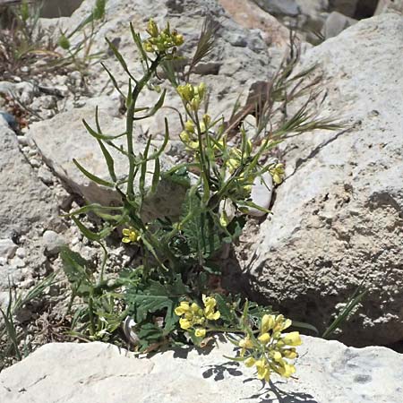 Sinapis alba \ Wei�er Senf / White Mustard, Zypern/Cyprus Kourion 29.3.2025
