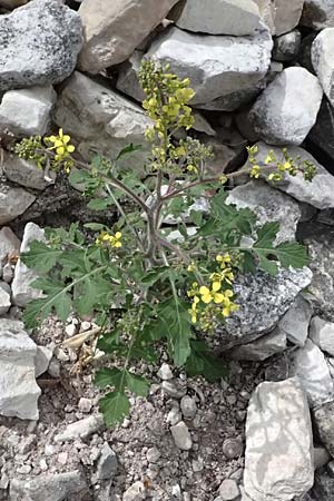 Sinapis alba \ Wei�er Senf / White Mustard, Zypern/Cyprus Prov. Paphos, Episkopi 31.3.2025