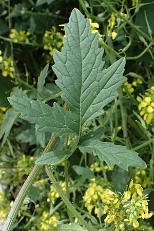 Sinapis alba \ Wei�er Senf / White Mustard, Zypern/Cyprus Prov. Paphos, Episkopi 31.3.2025