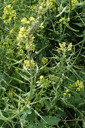 Sinapis alba \ Wei�er Senf / White Mustard, Zypern/Cyprus Prov. Paphos, Episkopi 31.3.2025