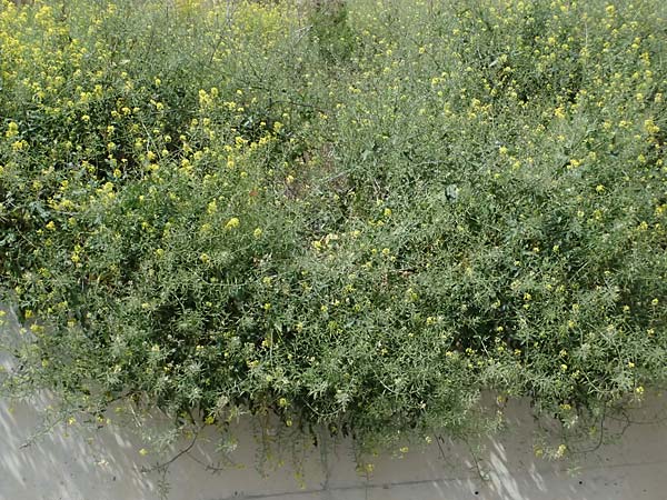 Sinapis alba \ Wei�er Senf / White Mustard, Zypern/Cyprus Prov. Paphos, Episkopi 31.3.2025