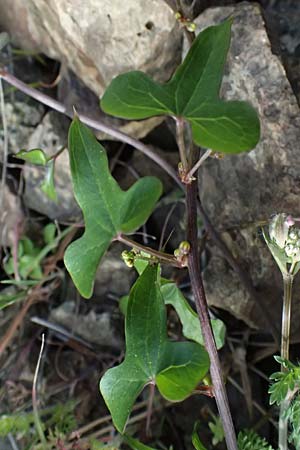 Dioscorea communis \ Schmerwurz / Black Bryony, Zypern/Cyprus Xyliatos 26.3.2025