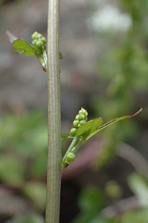 Dioscorea communis \ Schmerwurz / Black Bryony, Zypern/Cyprus Xyliatos 26.3.2025