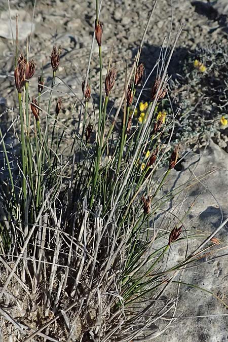Schoenus nigricans \ Schw�rzliche Kopfbinse / Black Bog-Rush, Zypern/Cyprus Akrotiri 23.3.2025