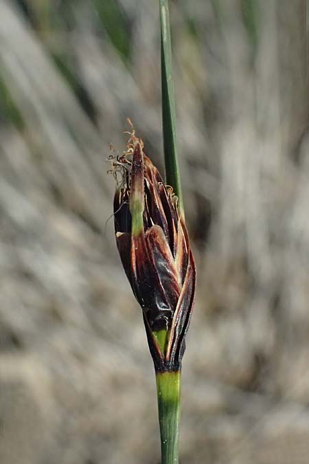 Schoenus nigricans \ Schw�rzliche Kopfbinse / Black Bog-Rush, Zypern/Cyprus Akrotiri 23.3.2025
