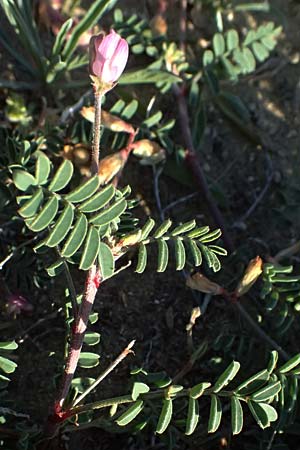 Hedysarum spinosissimum \ Dorniger Sklee / Spiny Sulla, Zypern/Cyprus Akrotiri 23.3.2025