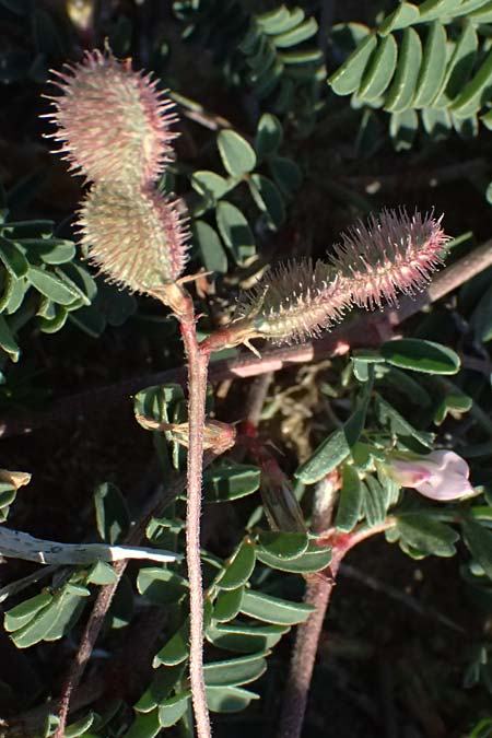 Hedysarum spinosissimum \ Dorniger Sklee, Zypern Akrotiri 23.3.2025