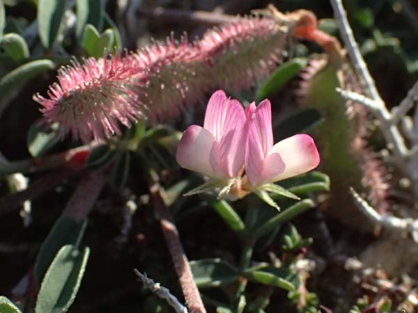 Hedysarum spinosissimum \ Dorniger Sklee / Spiny Sulla, Zypern/Cyprus Akrotiri 23.3.2025