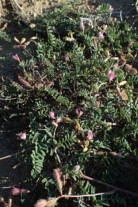 Hedysarum spinosissimum \ Dorniger Sklee / Spiny Sulla, Zypern/Cyprus Akrotiri 23.3.2025