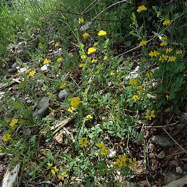 Securigera securidaca \ Beilwicke / Hatchet Vetch, Zypern/Cyprus Prov. Paphos, Episkopi 31.3.2025