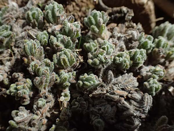 Teucrium cyprium \ Zypern-Gamander / Cyprus Germander, Zypern/Cyprus Troodos 24.3.2025