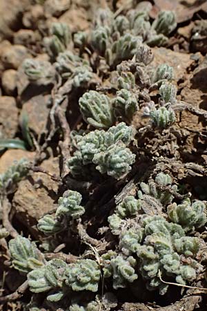 Teucrium cyprium \ Zypern-Gamander / Cyprus Germander, Zypern/Cyprus Troodos 24.3.2025