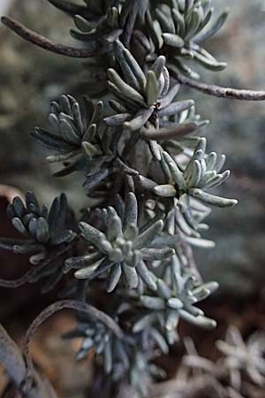 Helichrysum italicum / Italian Everlasting Daisy, Curry Plant, Cyprus Troodos 24.3.2025