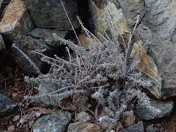 Helichrysum italicum / Italian Everlasting Daisy, Curry Plant, Cyprus Troodos 24.3.2025