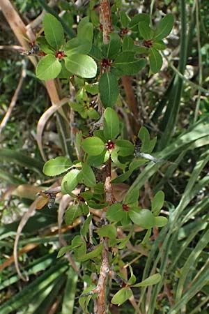 Phillyrea latifolia \ Breitbl&auml;ttrige Steinlinde / Broad-Leaved Phillyrea, Zypern/Cyprus Prov.  Paphos,  Episkopi 31.3.2025