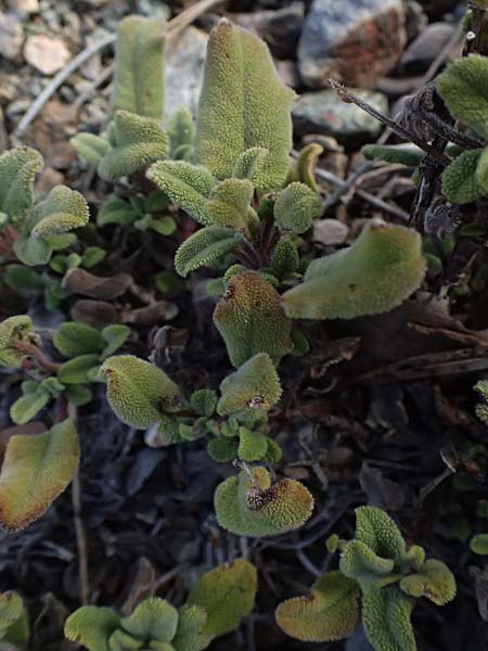 Salvia willeana \ Troodos-Salbei / Troodos Sage, Zypern/Cyprus Troodos 24.3.2025
