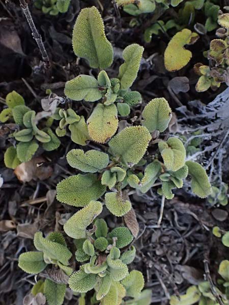 Salvia willeana \ Troodos-Salbei / Troodos Sage, Zypern/Cyprus Troodos 24.3.2025