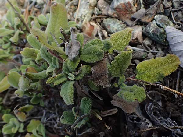 Salvia willeana \ Troodos-Salbei / Troodos Sage, Zypern/Cyprus Troodos 24.3.2025