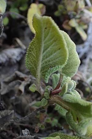 Salvia willeana \ Troodos-Salbei / Troodos Sage, Zypern/Cyprus Troodos 24.3.2025