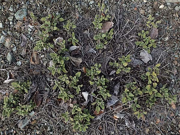 Salvia willeana \ Troodos-Salbei / Troodos Sage, Zypern/Cyprus Troodos 24.3.2025