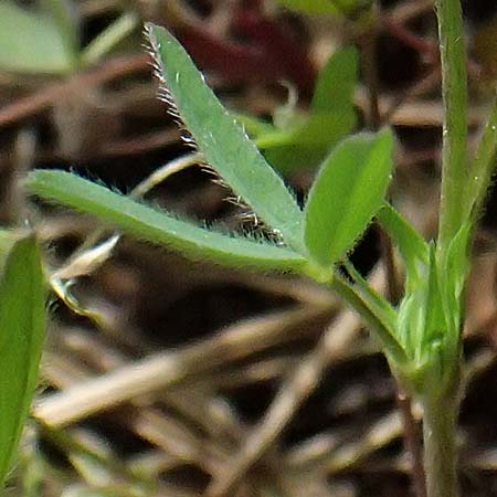 Trifolium echinatum \ Igel-Klee / Hedgehog Clover, Prickly Clover, Zypern/Cyprus Lagoudera 26.3.2025