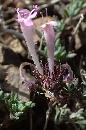 Thymus integer \ Zyprischer Thymian / Cyprus Thyme, Zypern/Cyprus Lagoudera 26.3.2025