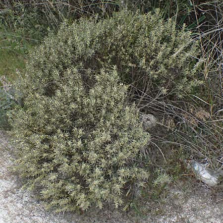 Thymelaea tartonraira \ Silberwei�e Spatzenzunge / Tartonraire, Zypern/Cyprus Tochni 21.3.2025