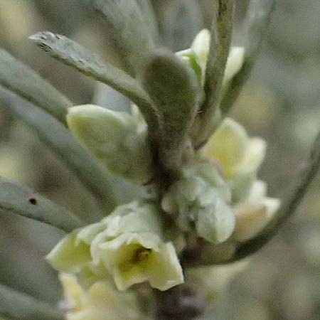 Thymelaea tartonraira \ Silberwei�e Spatzenzunge / Tartonraire, Zypern/Cyprus Tochni 21.3.2025