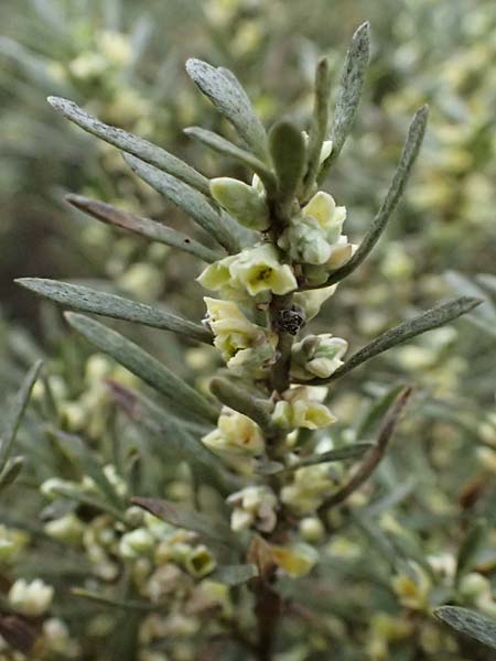 Thymelaea tartonraira \ Silberwei�e Spatzenzunge / Tartonraire, Zypern/Cyprus Tochni 21.3.2025