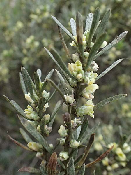 Thymelaea tartonraira \ Silberwei�e Spatzenzunge / Tartonraire, Zypern/Cyprus Tochni 21.3.2025