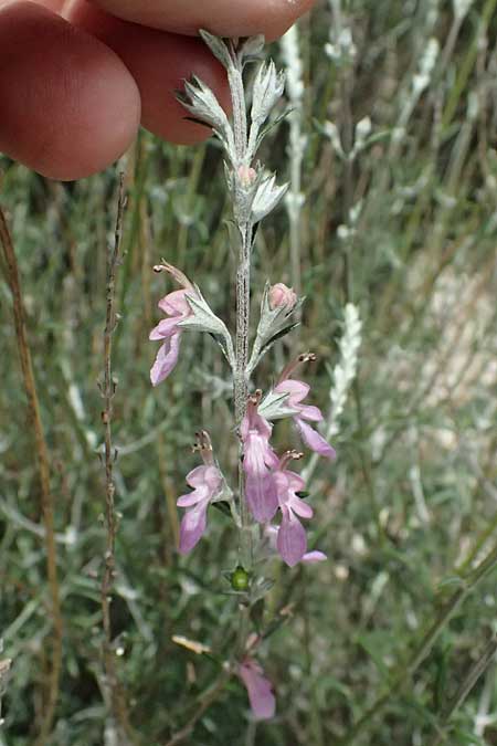 Teucrium creticum \ Kretischer Gamander / Cretan Germander, Zypern/Cyprus Prov. Paphos, Episkopi 31.3.2025