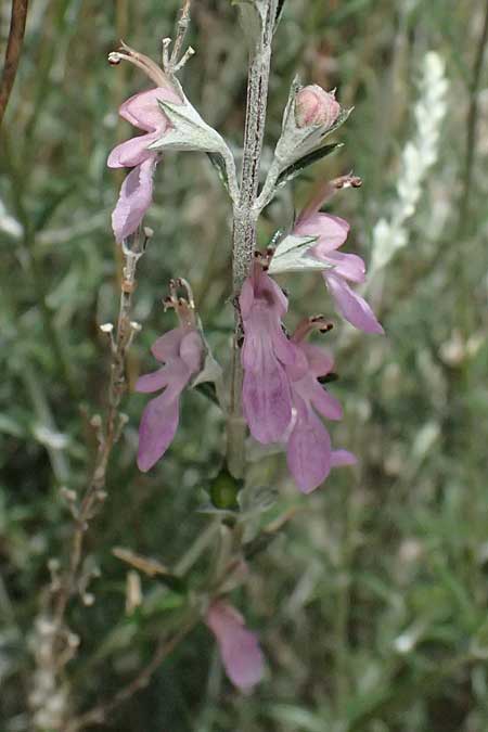 Teucrium creticum \ Kretischer Gamander / Cretan Germander, Zypern/Cyprus Prov. Paphos, Episkopi 31.3.2025