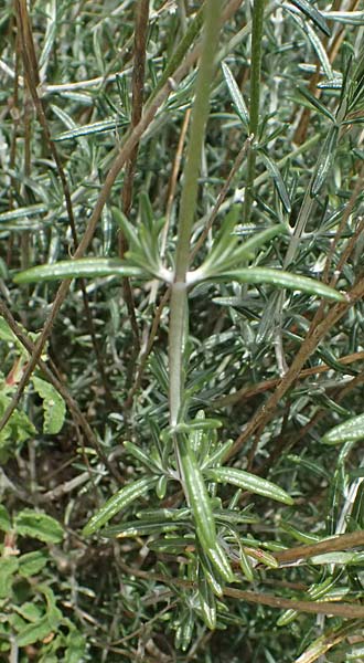 Teucrium creticum \ Kretischer Gamander / Cretan Germander, Zypern/Cyprus Prov. Paphos, Episkopi 31.3.2025