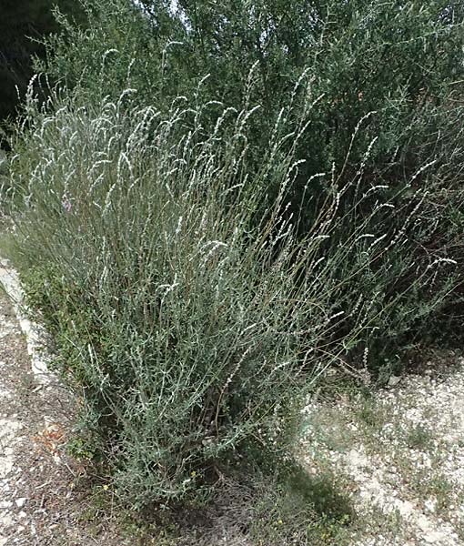 Teucrium creticum \ Kretischer Gamander / Cretan Germander, Zypern/Cyprus Prov. Paphos, Episkopi 31.3.2025