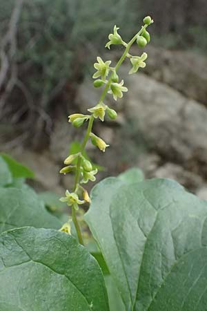 Dioscorea communis \ Schmerwurz / Black Bryony, Zypern/Cyprus Kato Archimandrita 1.4.2025
