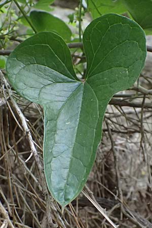 Dioscorea communis \ Schmerwurz / Black Bryony, Zypern/Cyprus Kato Archimandrita 1.4.2025