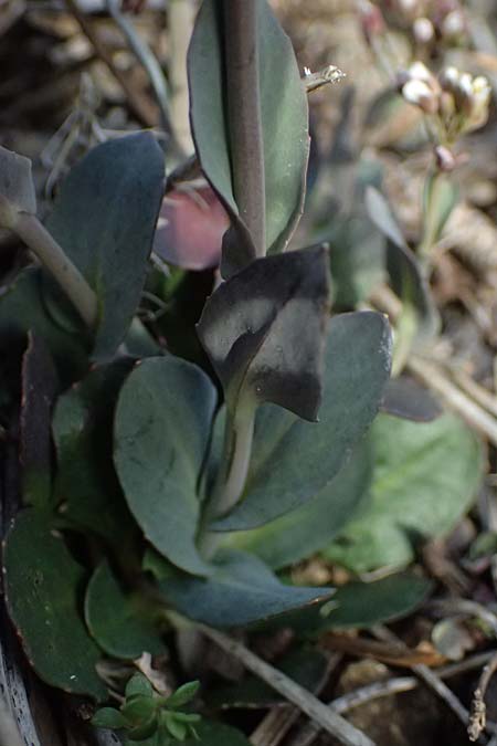 Noccaea cypria \ Zypern-Hellerkraut / Cyprian Penny-Cress, Zypern/Cyprus Troodos 24.3.2025